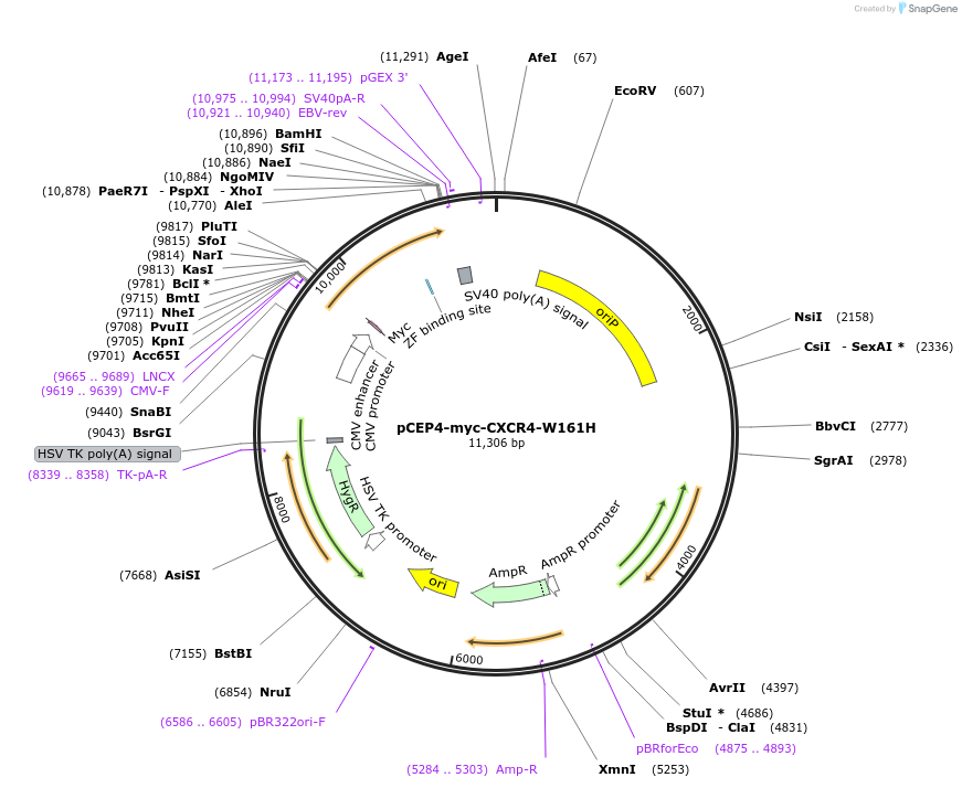 98952-plasmid-map-sequence-id-193385
