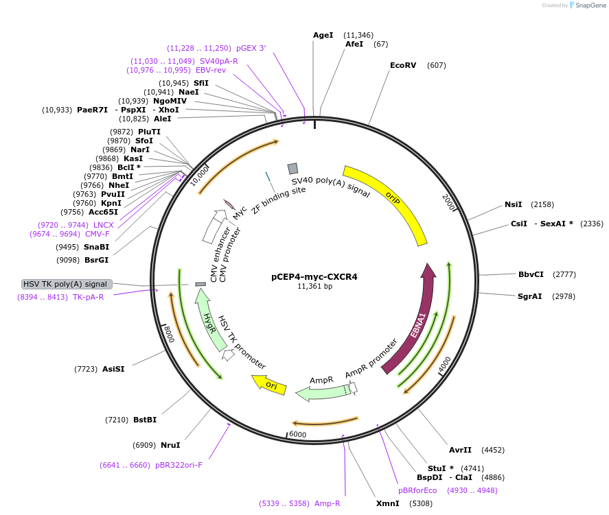 98946-plasmid-map-sequence-id-193386