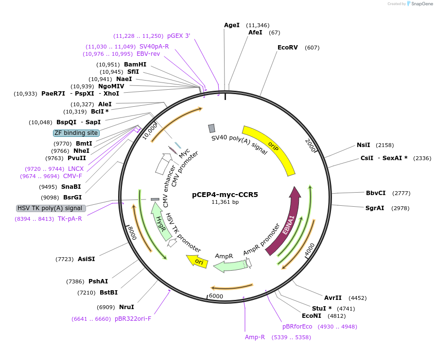 98948-plasmid-map-sequence-id-193387