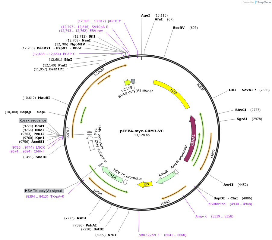 98968-plasmid-map-sequence-id-193388