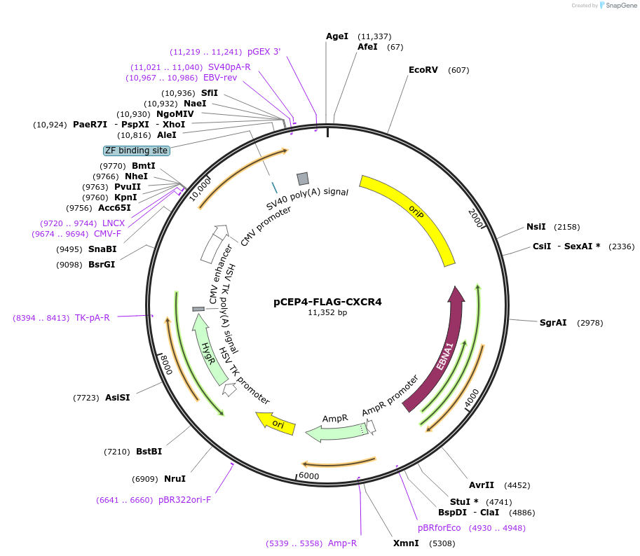 98947-plasmid-map-sequence-id-193389