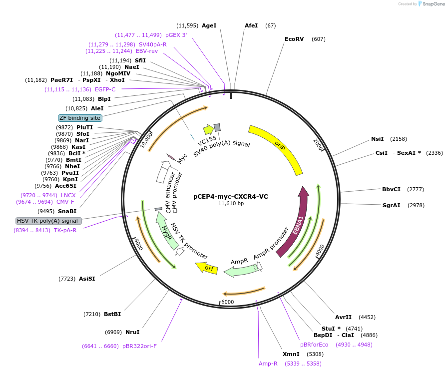98967-plasmid-map-sequence-id-193390