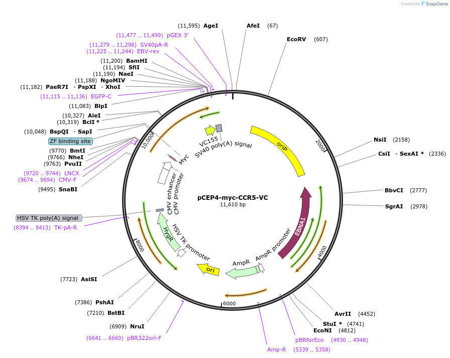 98966-plasmid-map-sequence-id-193391