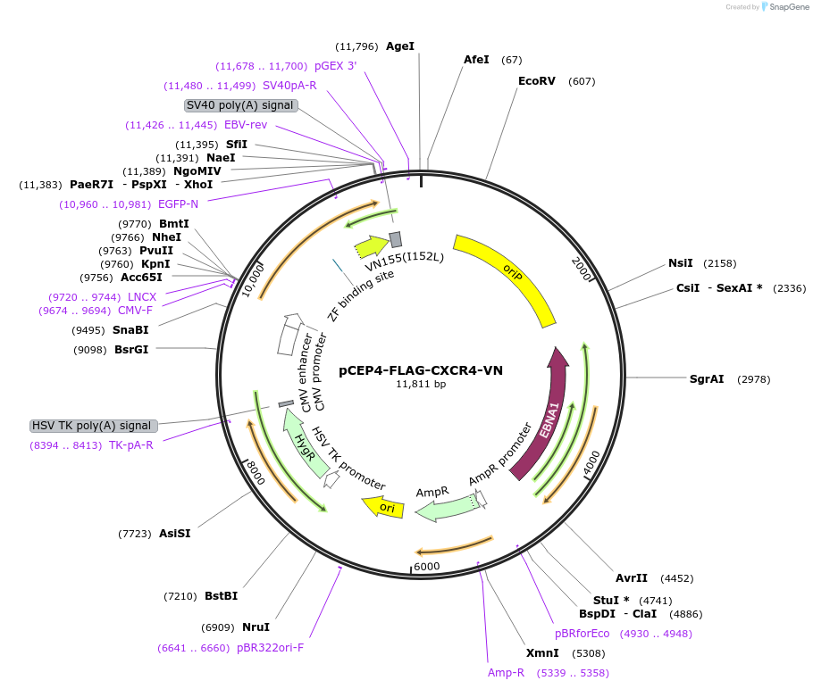 98964-plasmid-map-sequence-id-193392