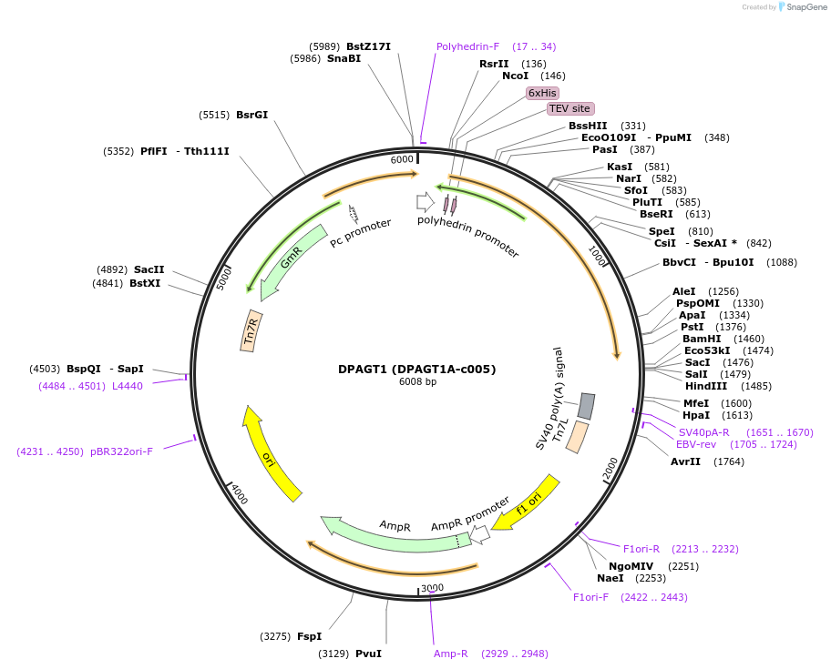 98228-plasmid-map-sequence-id-193399