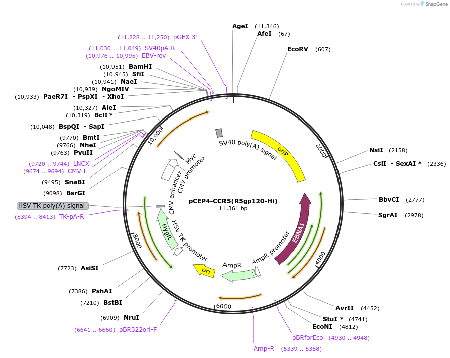 98954-plasmid-map-sequence-id-193407