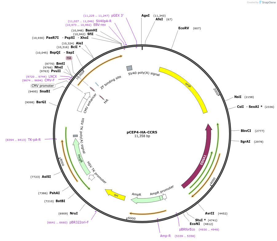 98950-plasmid-map-sequence-id-193408