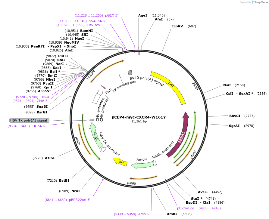 98951-plasmid-map-sequence-id-193409