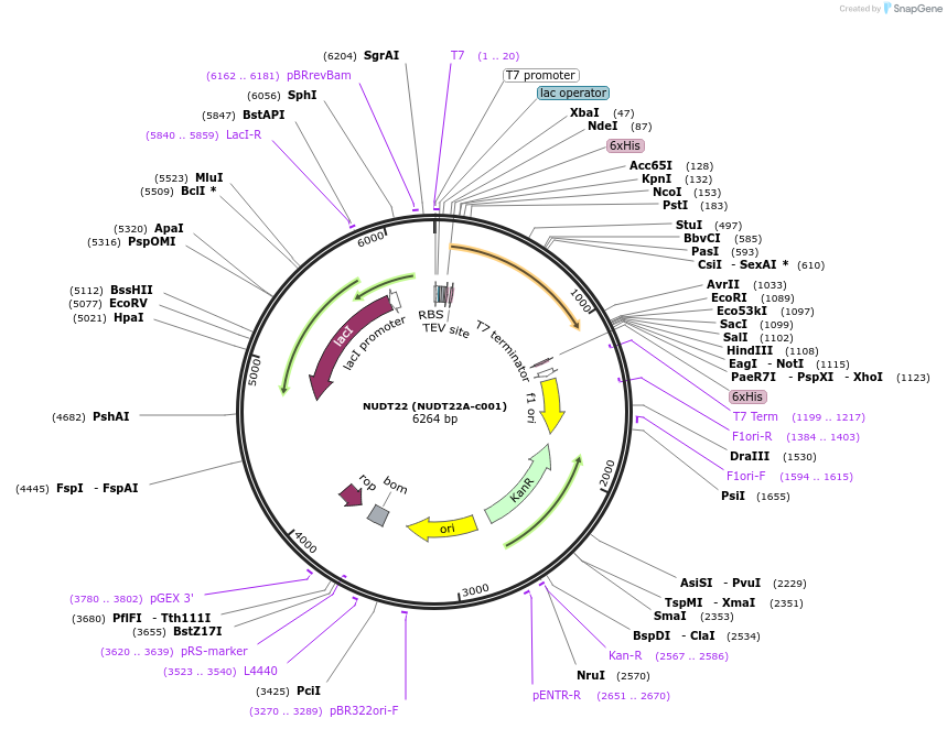 98230-plasmid-map-sequence-id-193410
