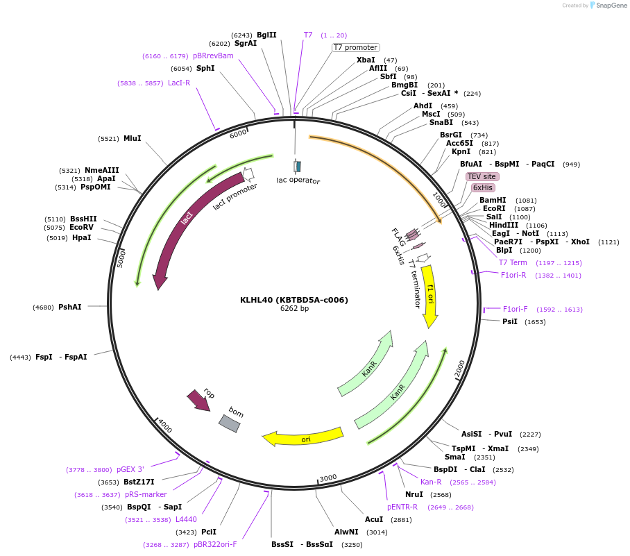 98233-plasmid-map-sequence-id-193413