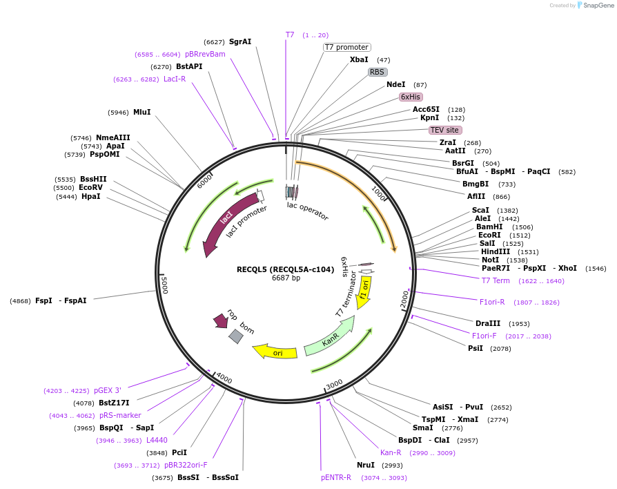 98234-plasmid-map-sequence-id-193414