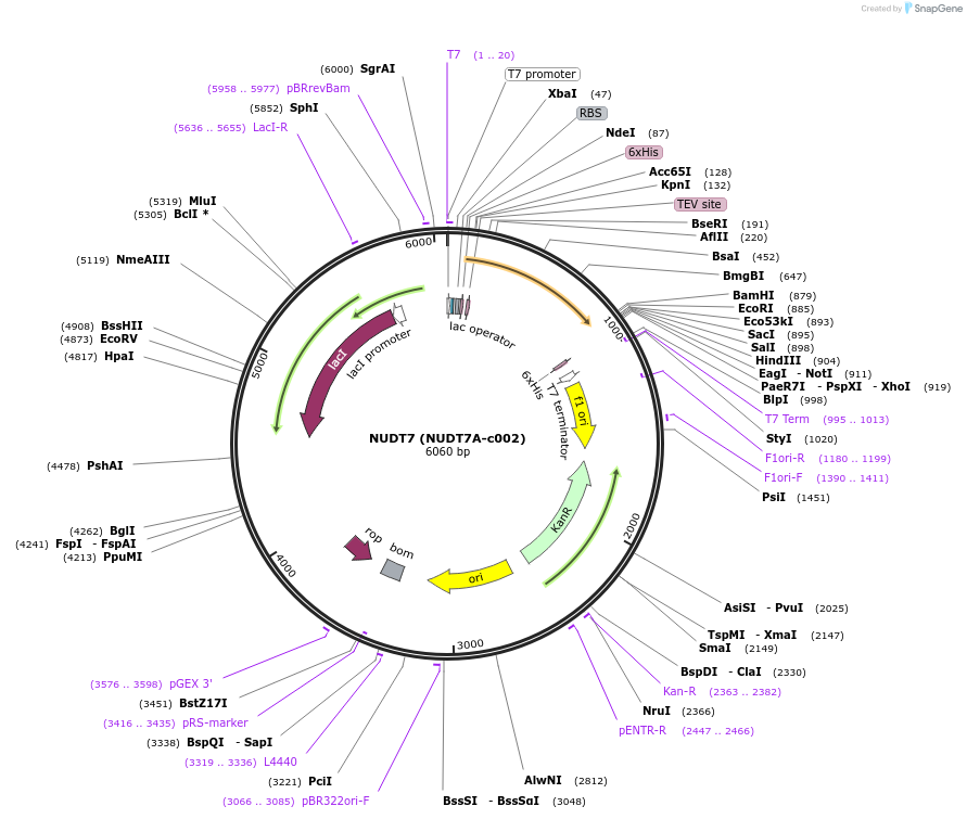 98235-plasmid-map-sequence-id-193415