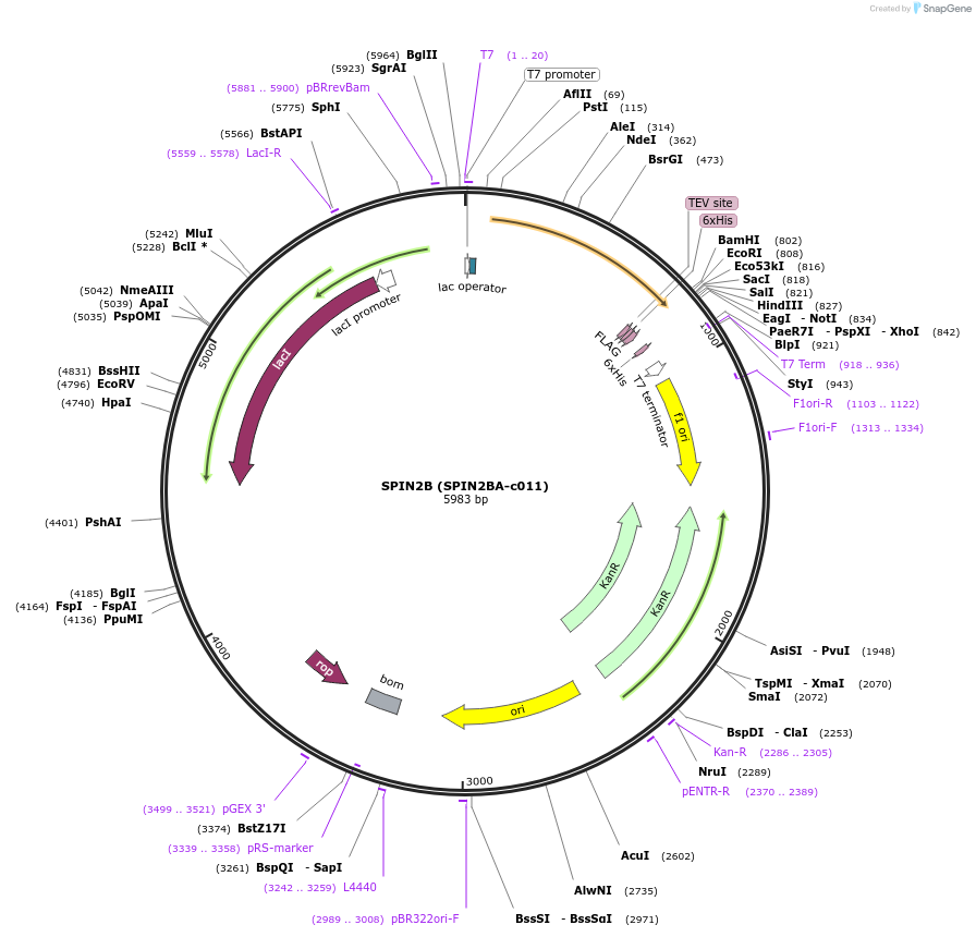 98238-plasmid-map-sequence-id-193417