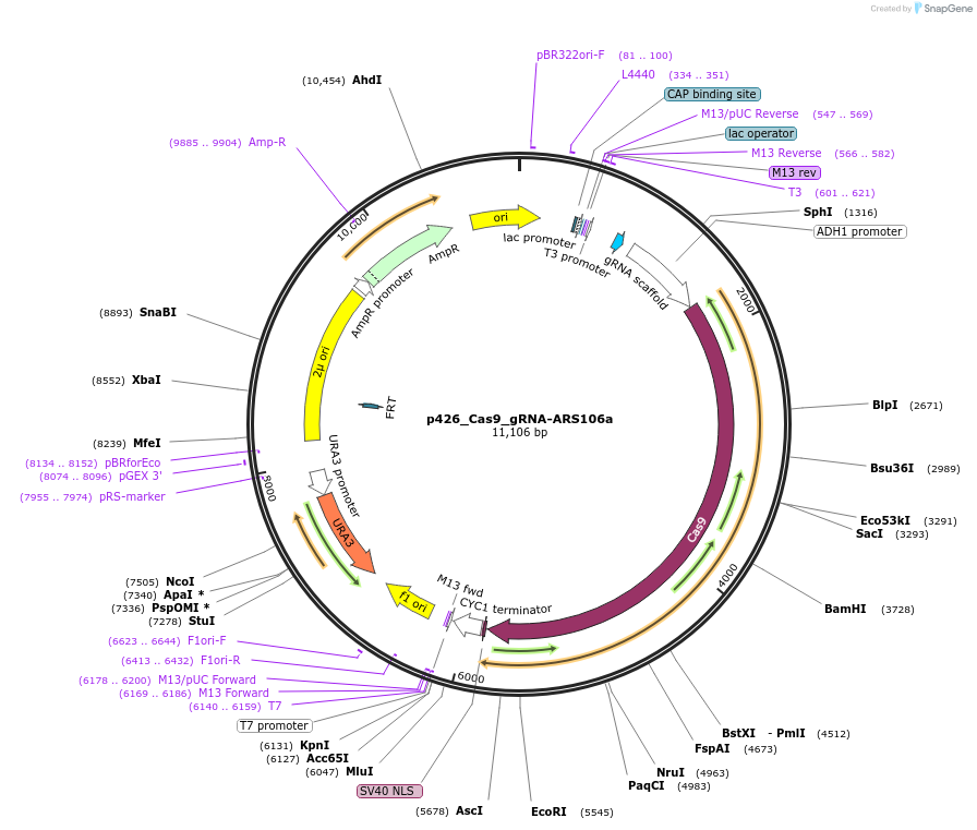 87382-plasmid-map-sequence-id-193424