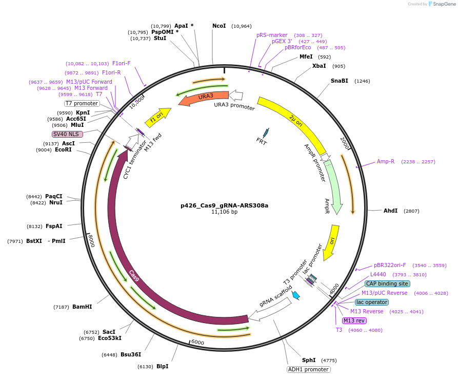 87384-plasmid-map-sequence-id-193426
