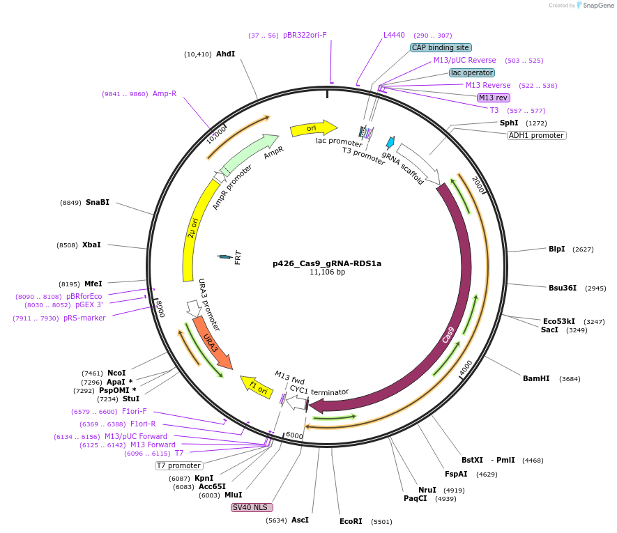 87385-plasmid-map-sequence-id-193427