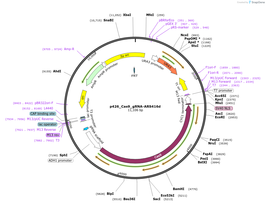 87386-plasmid-map-sequence-id-193428