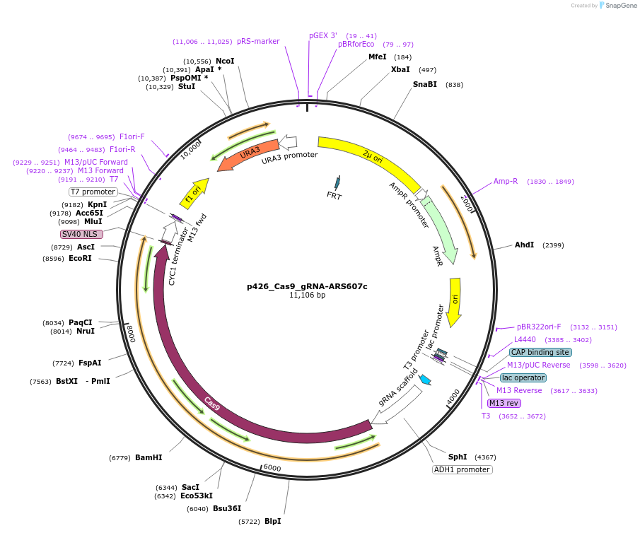 87388-plasmid-map-sequence-id-193430