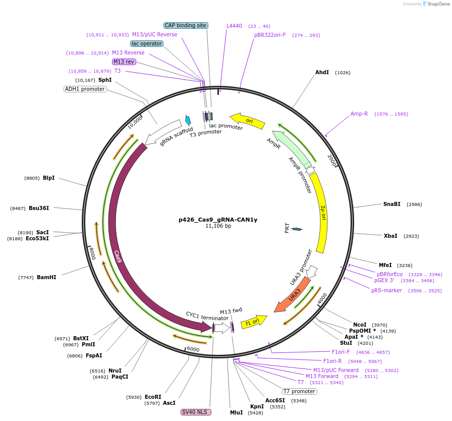 87391-plasmid-map-sequence-id-193434