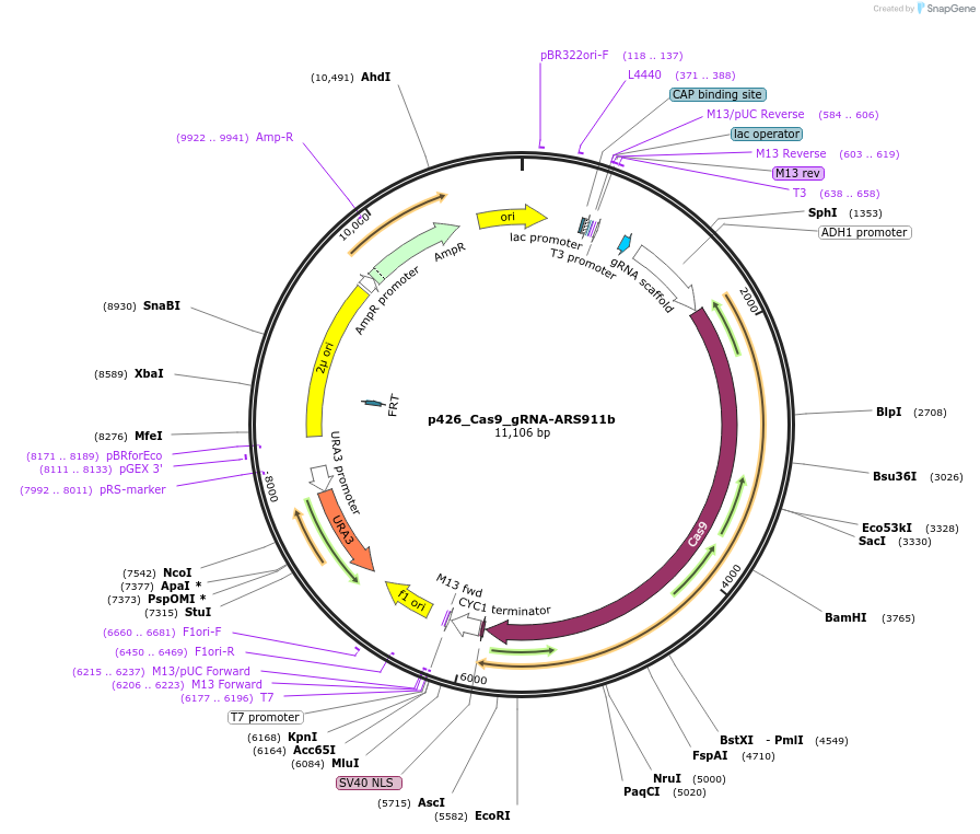 87394-plasmid-map-sequence-id-193437