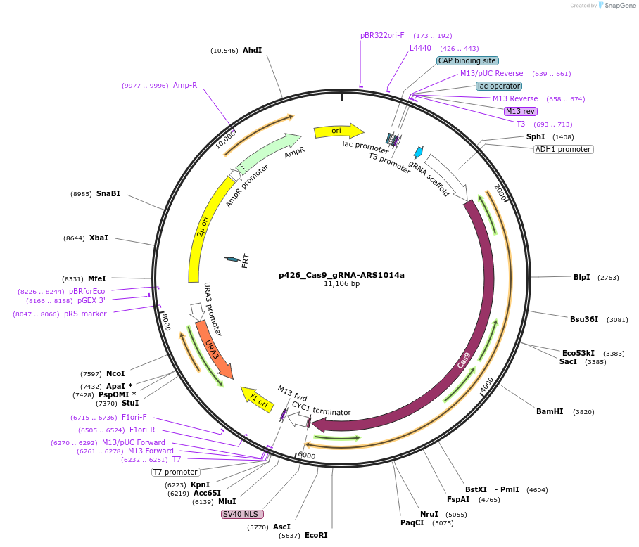 87396-plasmid-map-sequence-id-193439