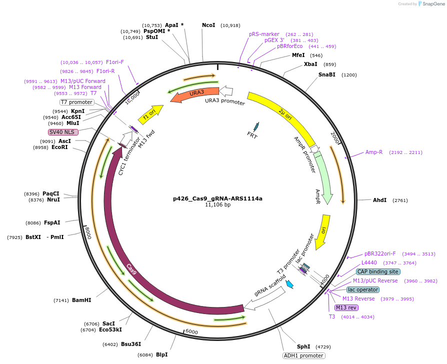 87397-plasmid-map-sequence-id-193440