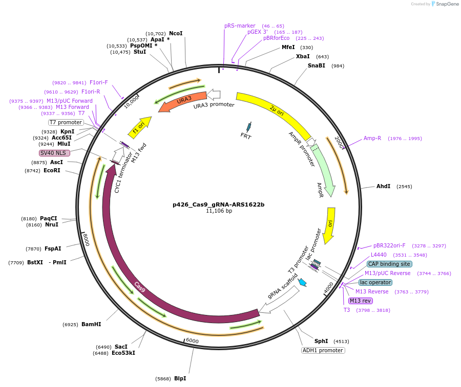 87403-plasmid-map-sequence-id-193446