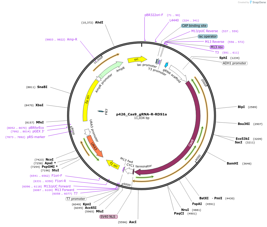 87405-plasmid-map-sequence-id-193448