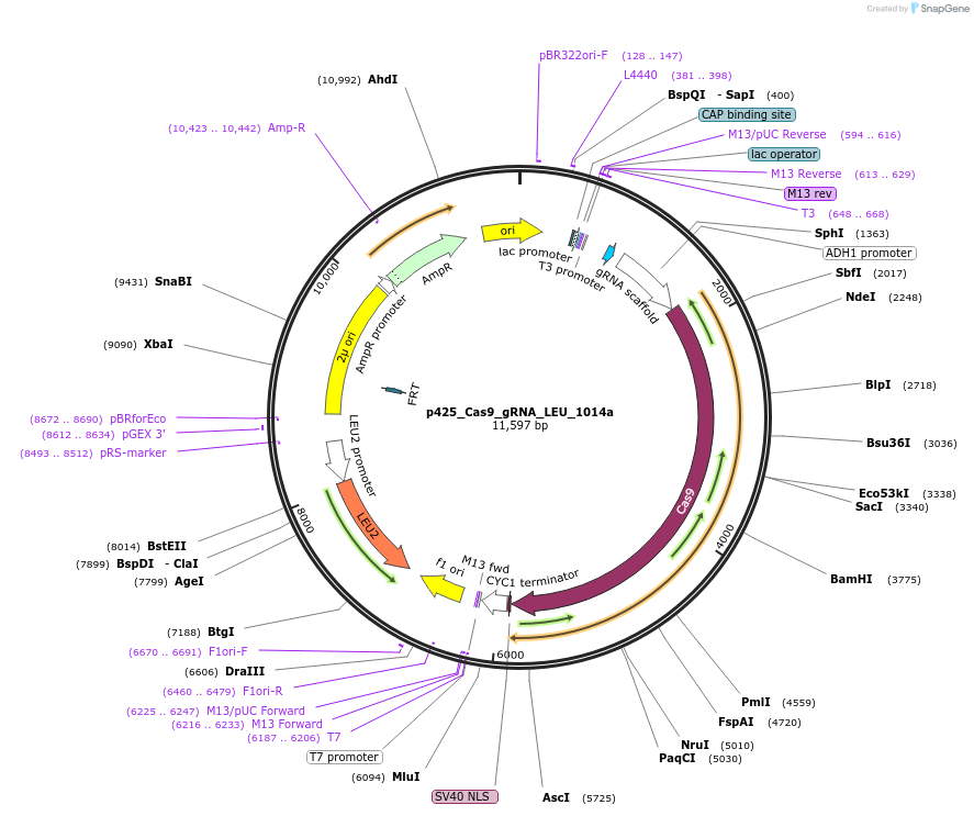 87407-plasmid-map-sequence-id-193449