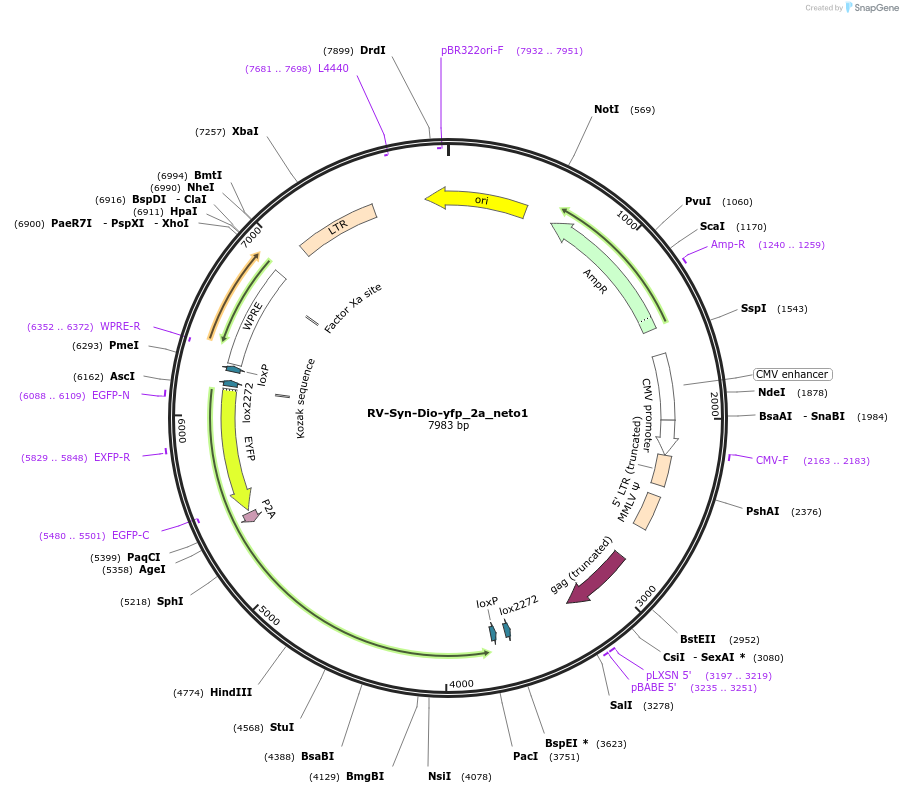 98176-plasmid-map-sequence-id-193481