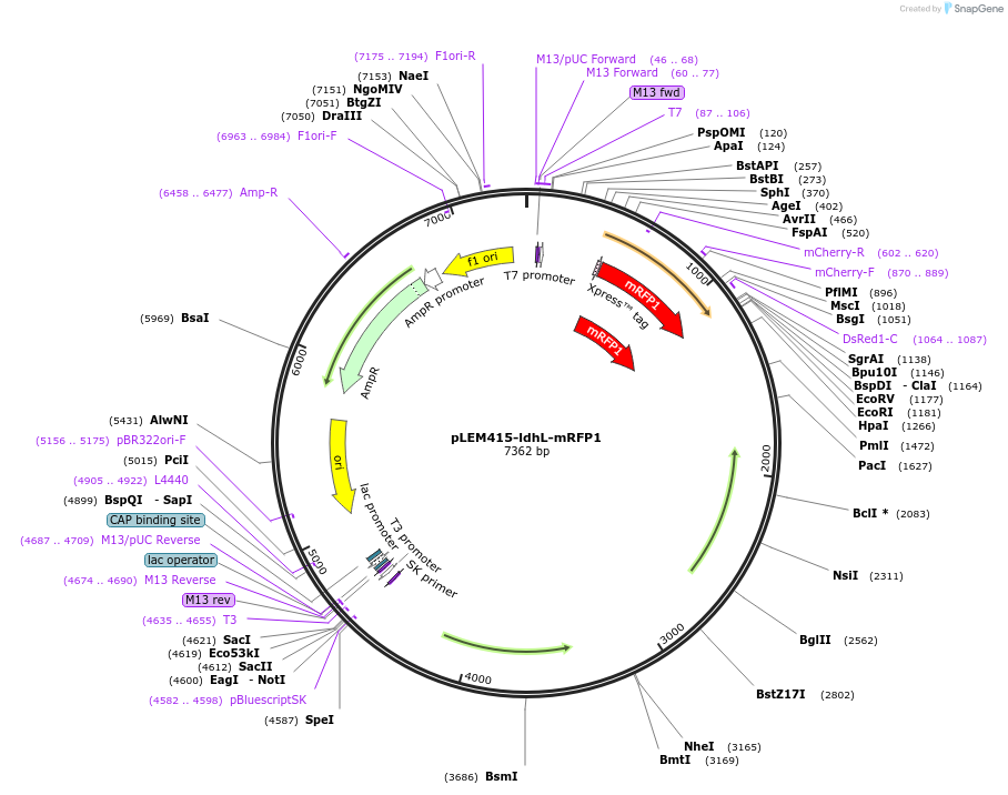99842-plasmid-map-sequence-id-193485