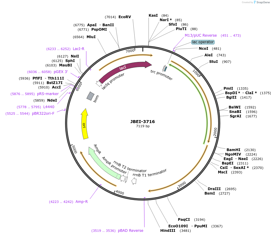 100169-plasmid-map-sequence-id-193493