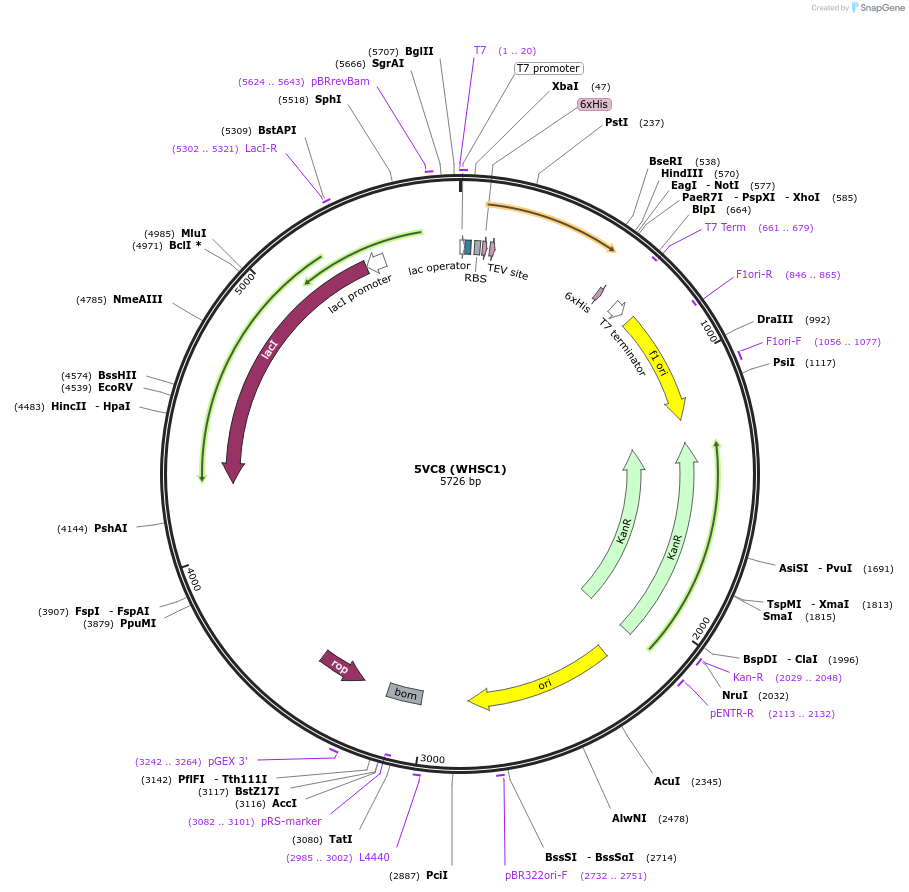 101262-plasmid-map-sequence-id-193494