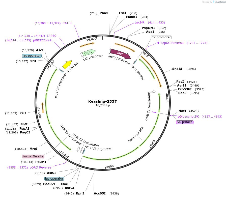 100168-plasmid-map-sequence-id-193496