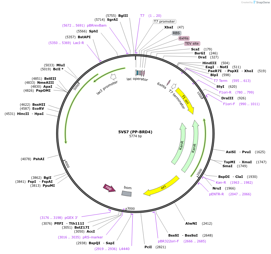 101264-plasmid-map-sequence-id-193497