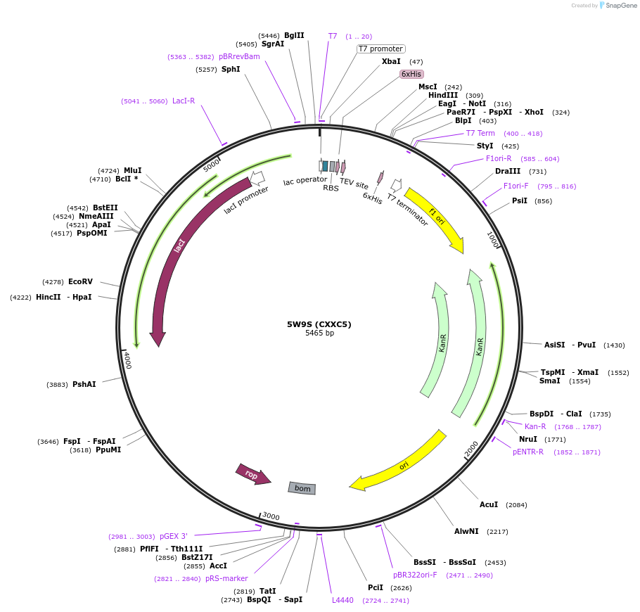 101266-plasmid-map-sequence-id-193499