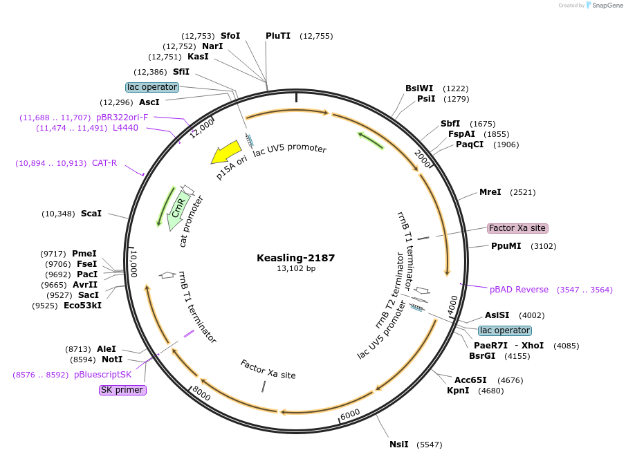 100167-plasmid-map-sequence-id-193500