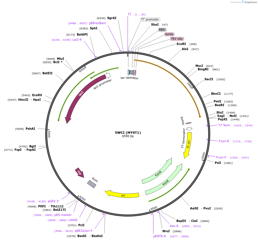 101269-plasmid-map-sequence-id-193502