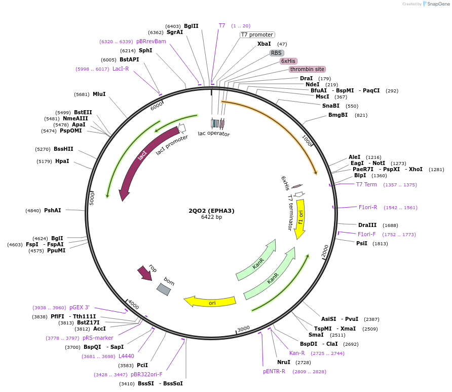 101271-plasmid-map-sequence-id-193505