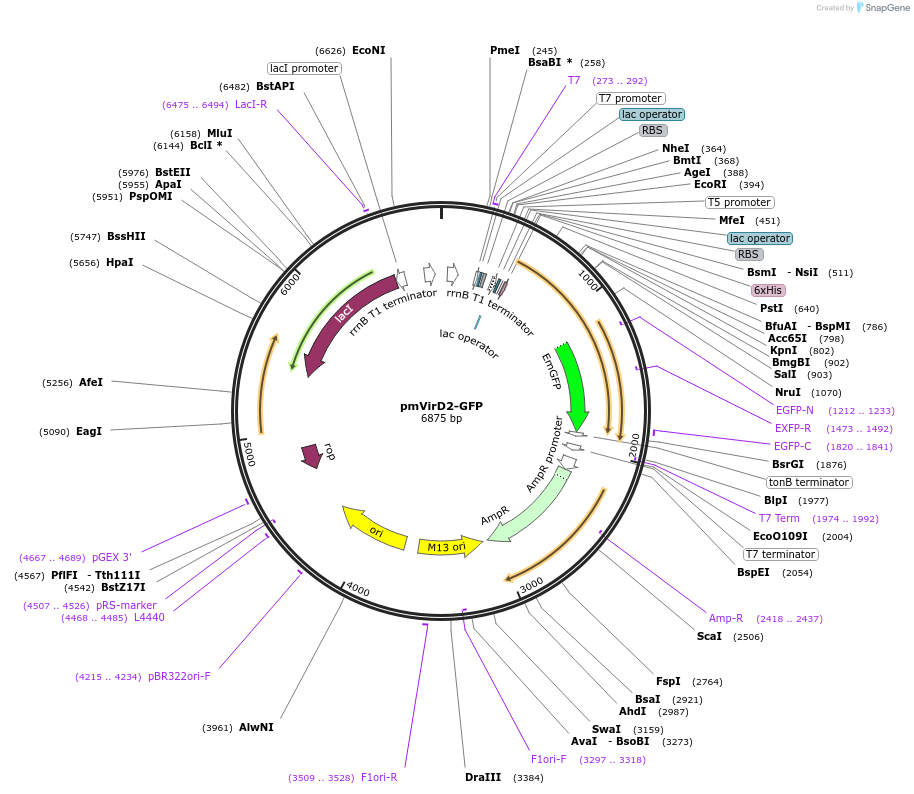 90315-plasmid-map-sequence-id-193508