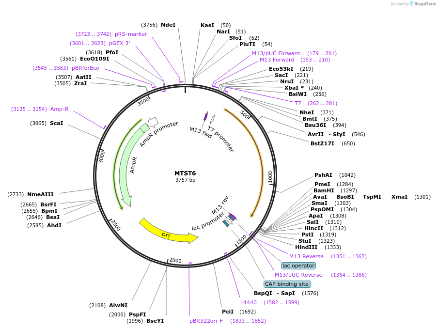 86603-plasmid-map-sequence-id-193515