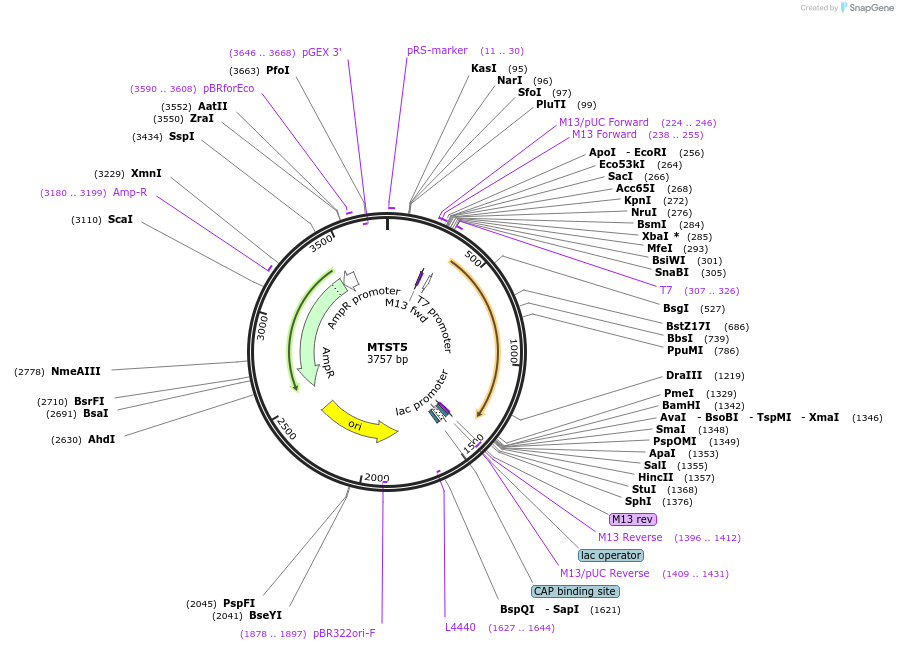 86602-plasmid-map-sequence-id-193516