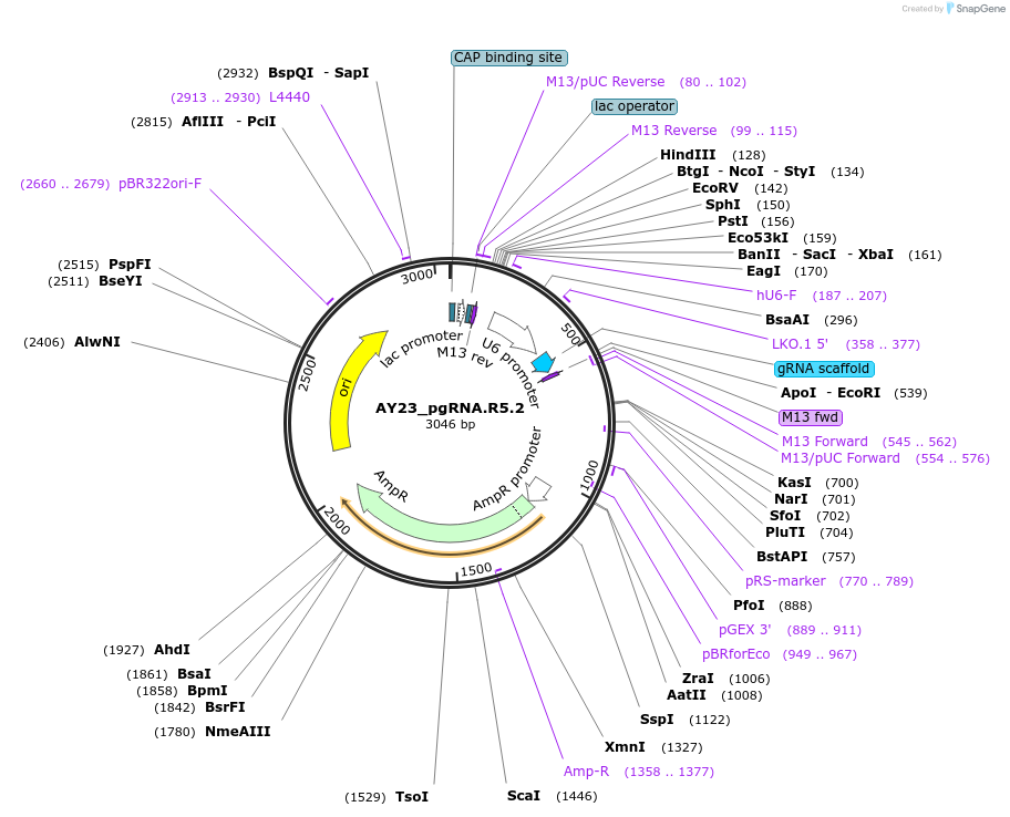 100295-plasmid-map-sequence-id-193521