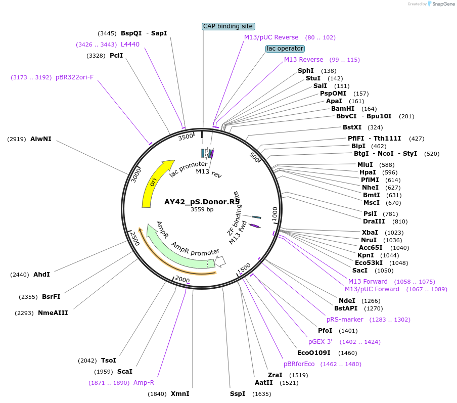 100291-plasmid-map-sequence-id-193523