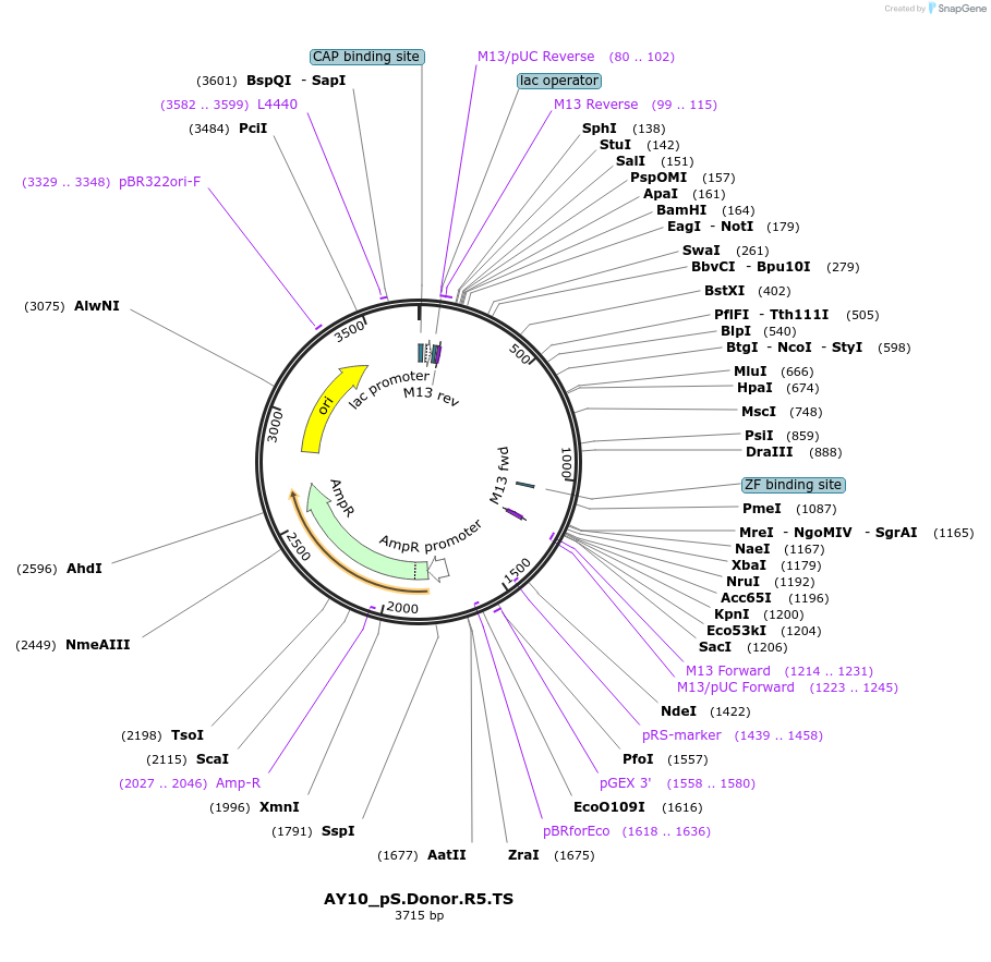 100292-plasmid-map-sequence-id-193524