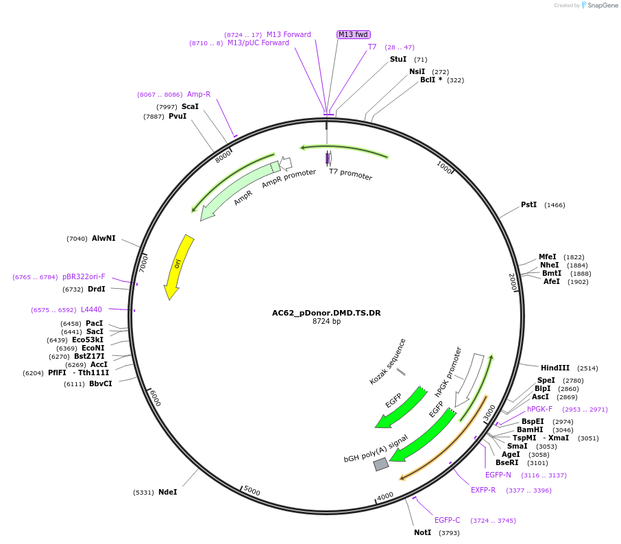 100288-plasmid-map-sequence-id-193525