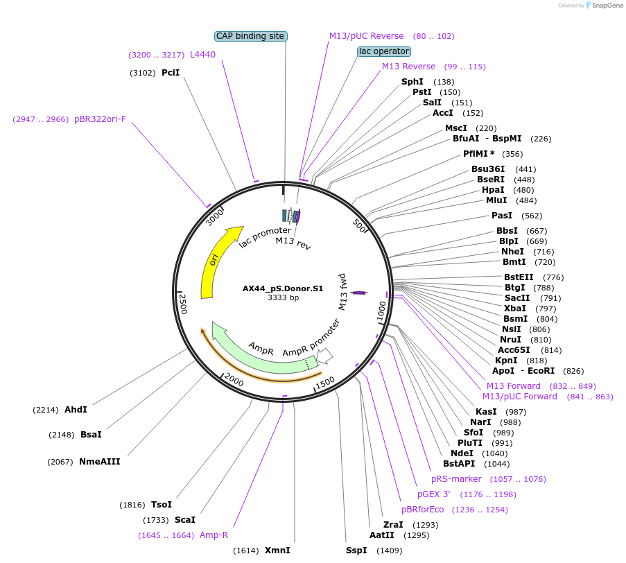 100289-plasmid-map-sequence-id-193526