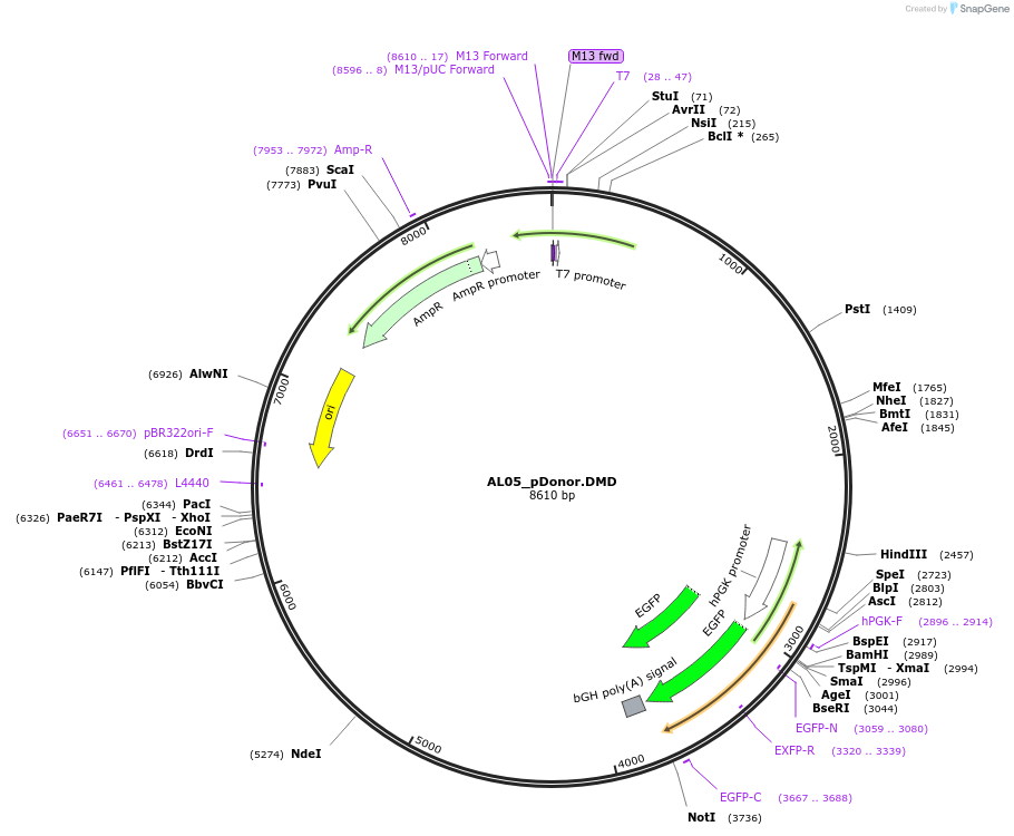 100284-plasmid-map-sequence-id-193527