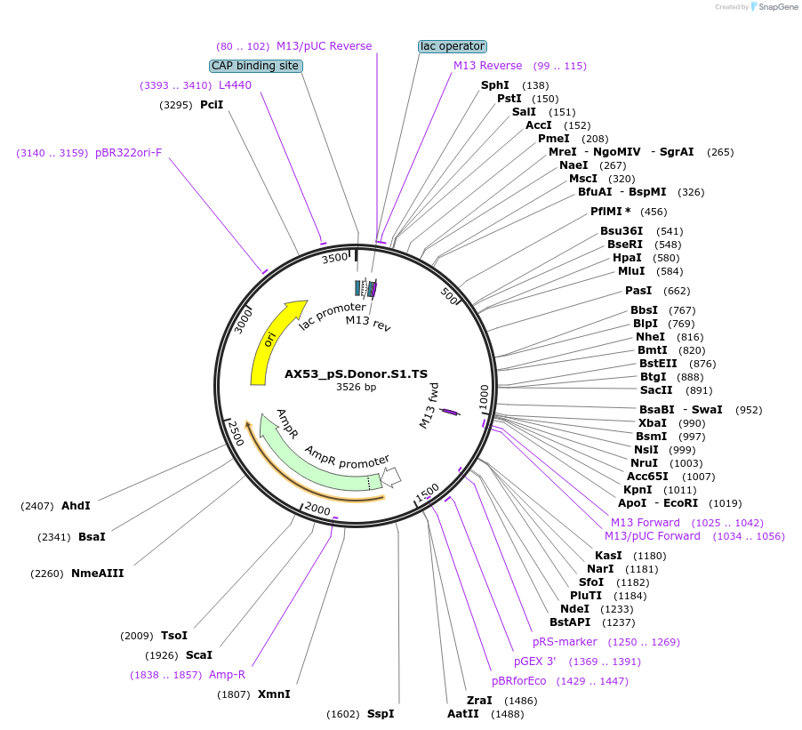 100290-plasmid-map-sequence-id-193528