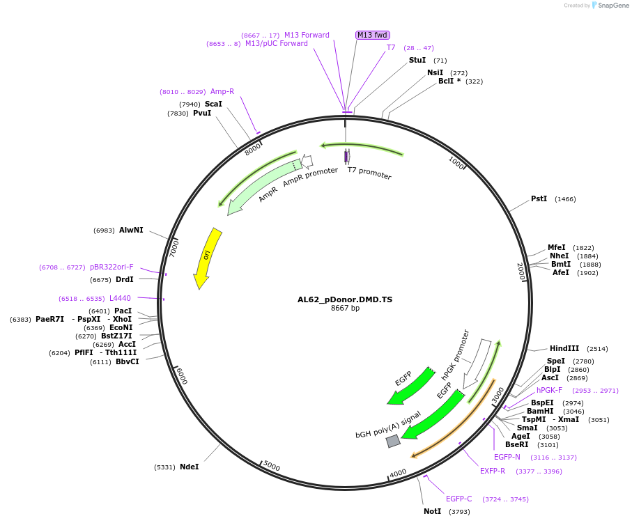 100287-plasmid-map-sequence-id-193529
